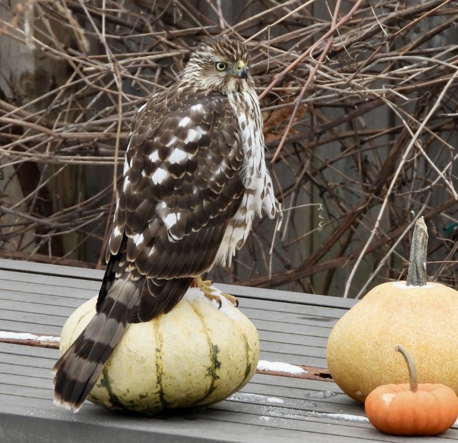 Cooper's Hawk - ML646856425