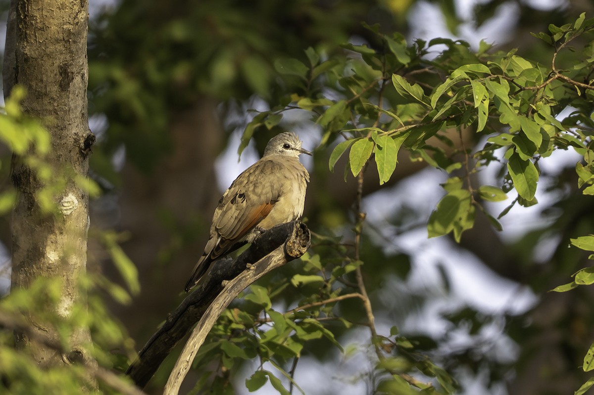 Black-billed Wood-Dove - ML646856426