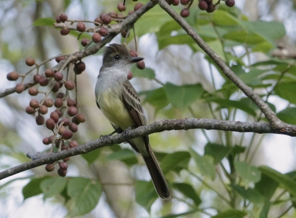 venezuelatyrann - ML646856427