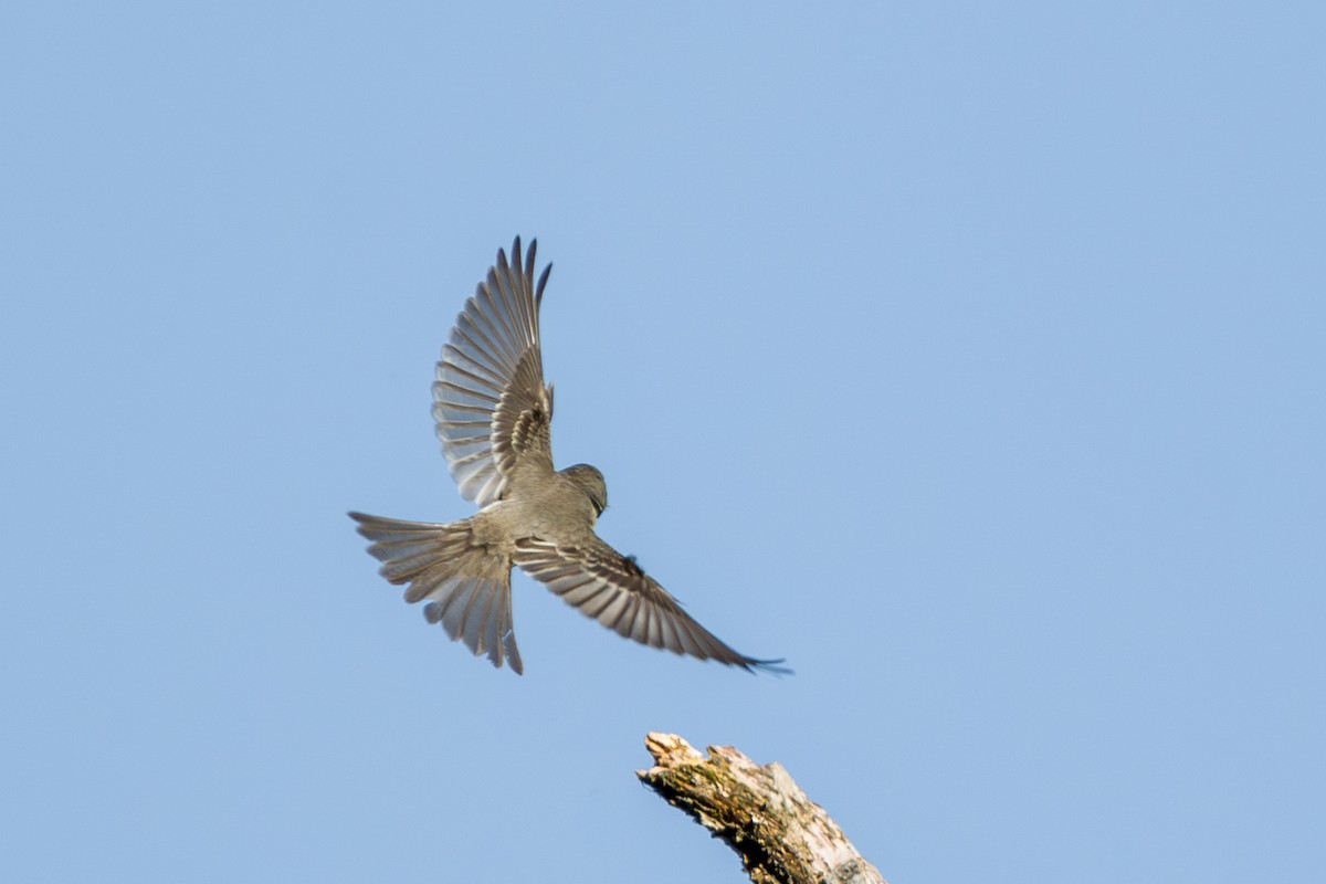 Olive-sided Flycatcher - ML646856429