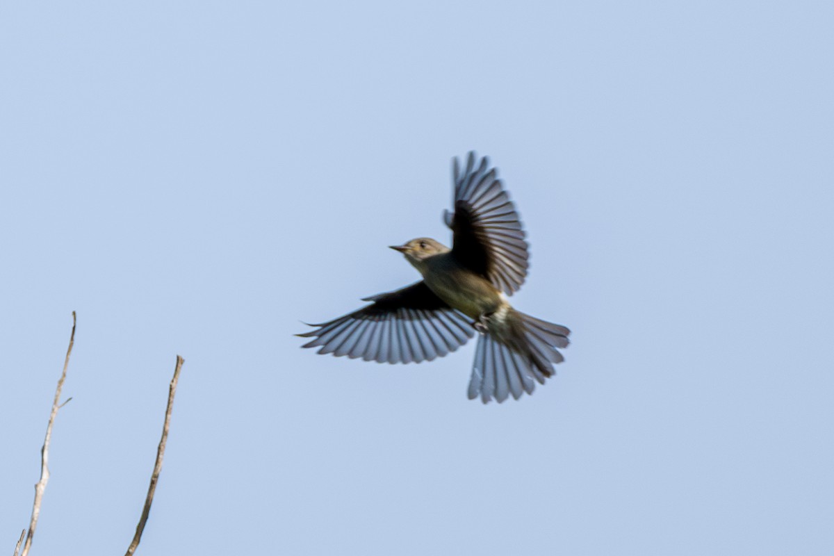 Olive-sided Flycatcher - ML646856431