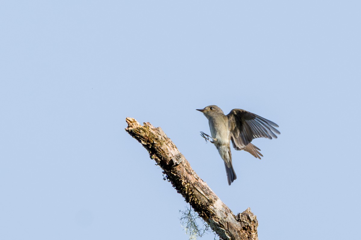 Olive-sided Flycatcher - ML646856432
