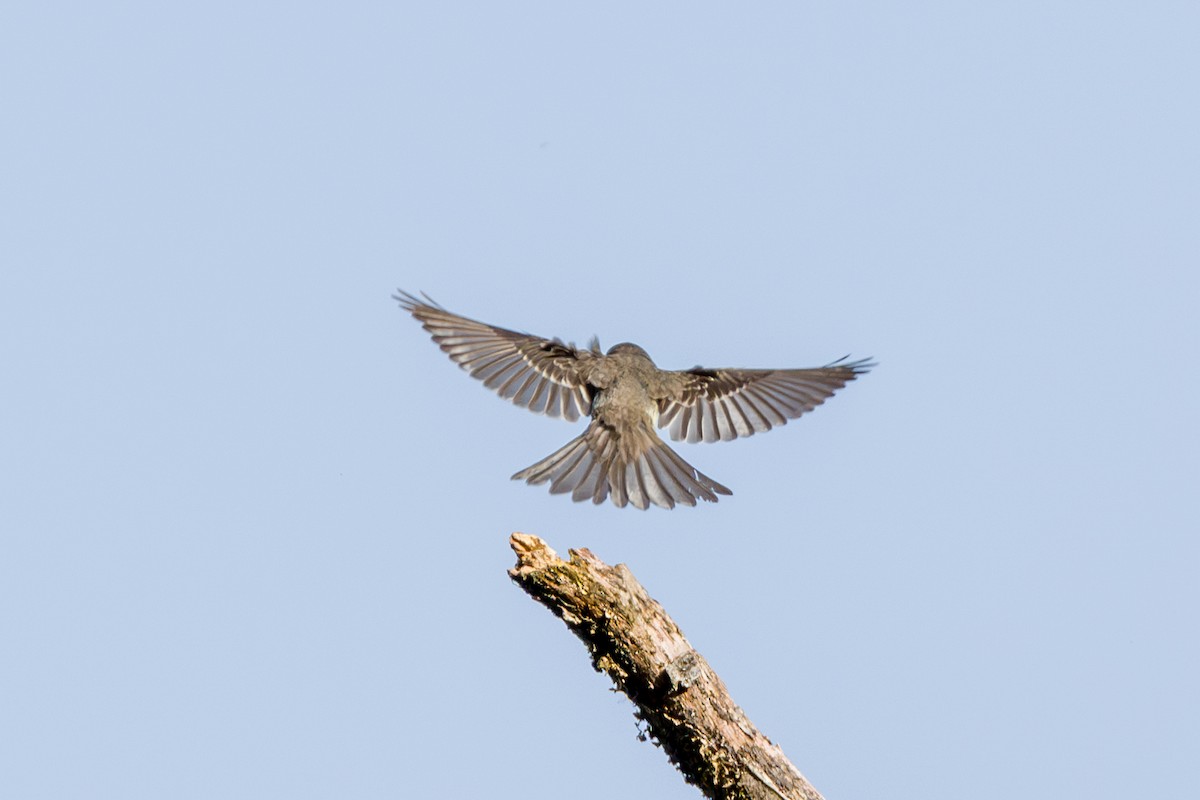 Olive-sided Flycatcher - ML646856433
