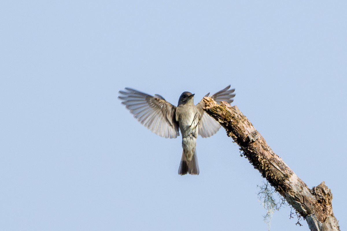 Olive-sided Flycatcher - ML646856434