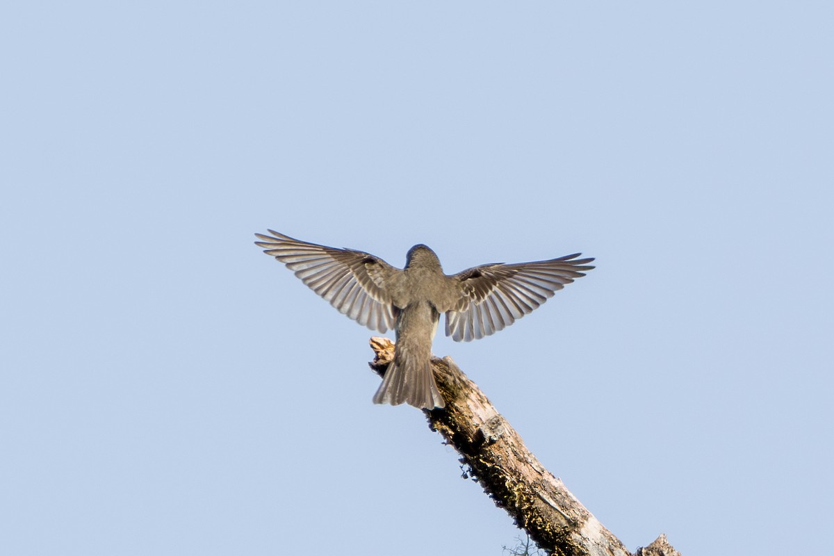 Olive-sided Flycatcher - ML646856435
