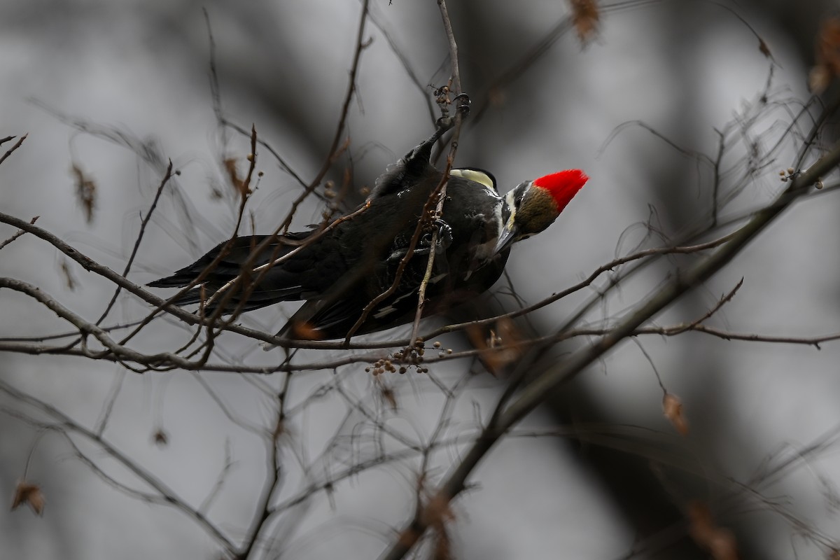 Helmspecht - ML646856440