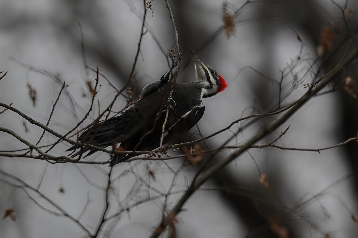 Helmspecht - ML646856441