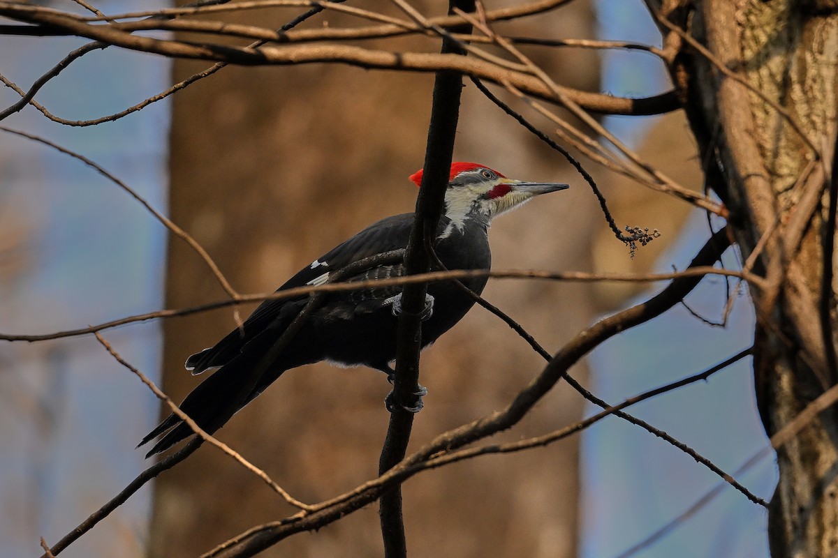 Helmspecht - ML646856442