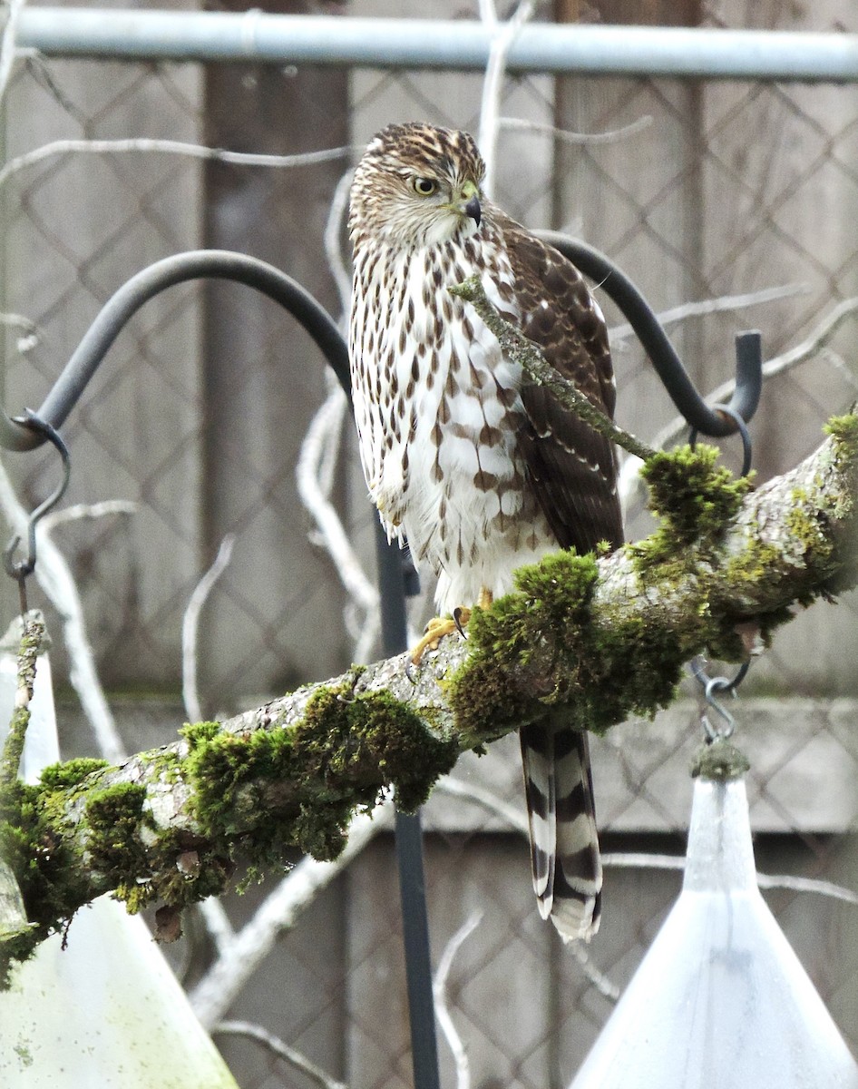 Cooper's Hawk - ML646856444