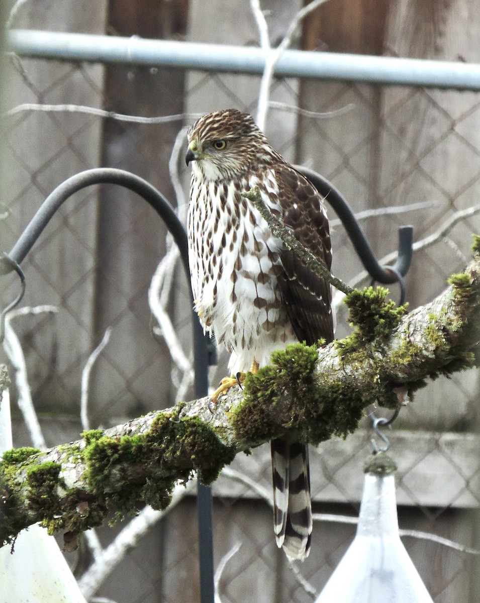 Cooper's Hawk - ML646856445