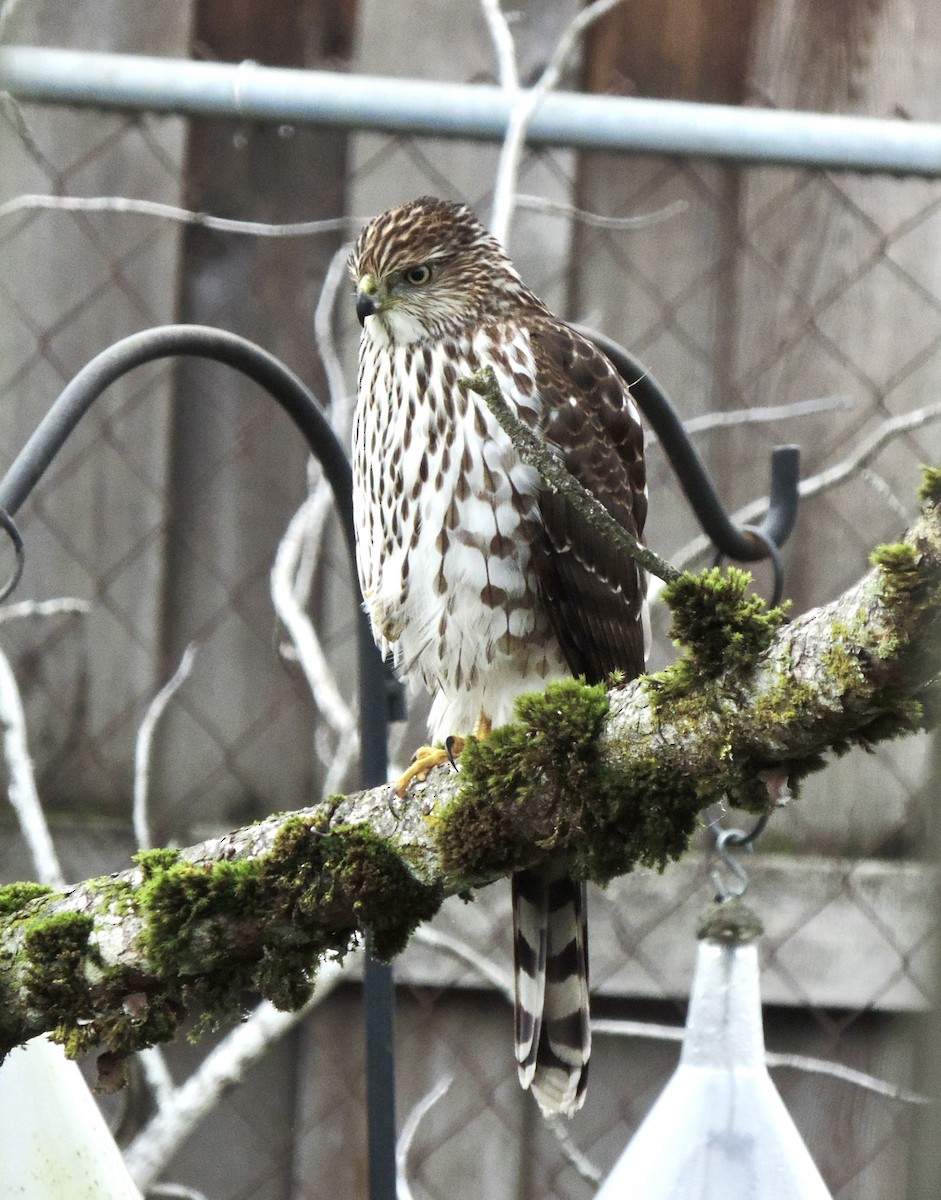 Cooper's Hawk - ML646856446
