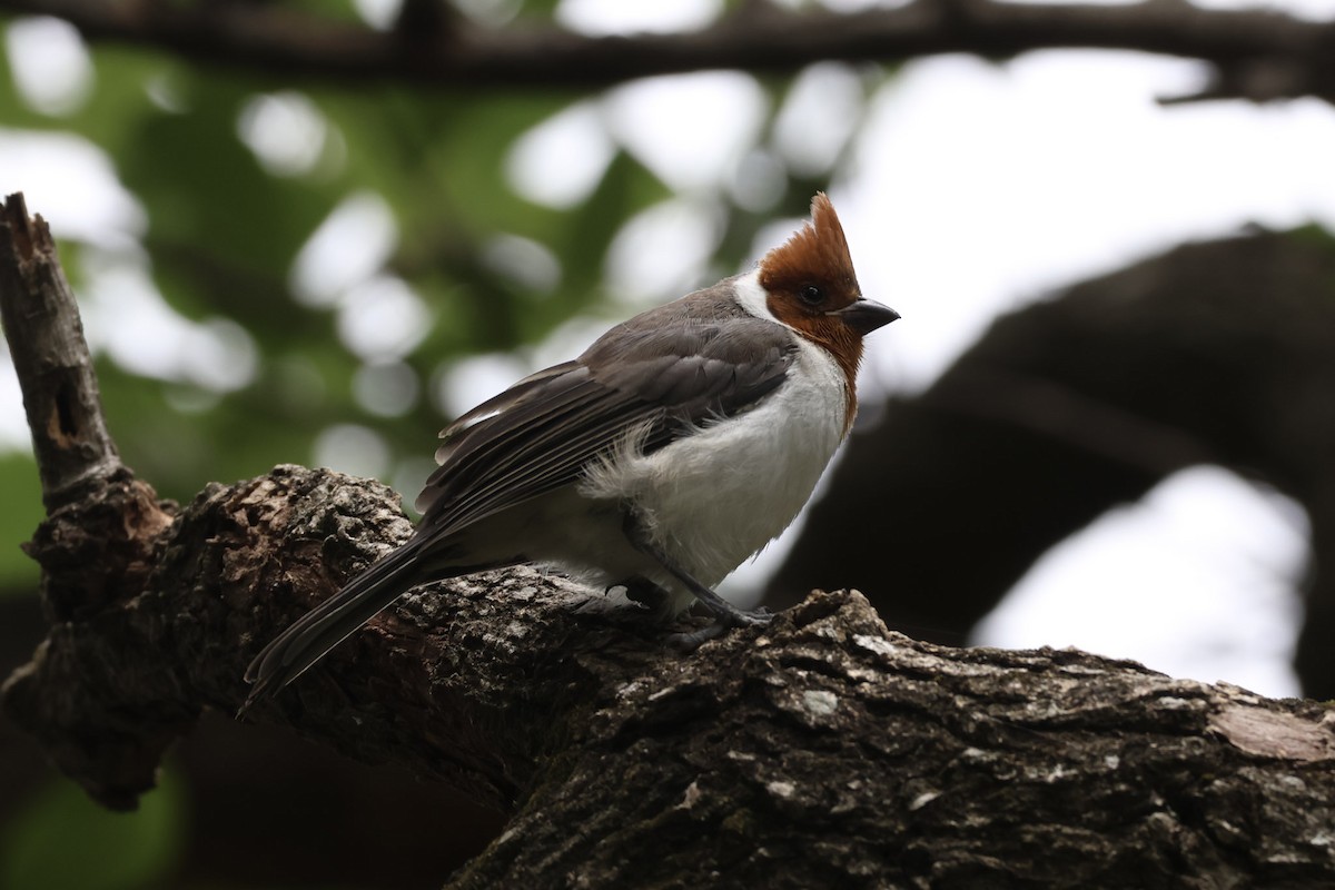 Red-crested Cardinal - ML646856447