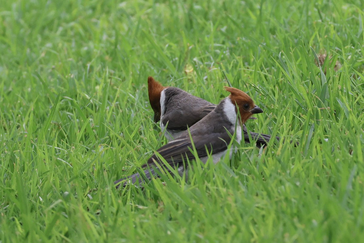 Red-crested Cardinal - ML646856448