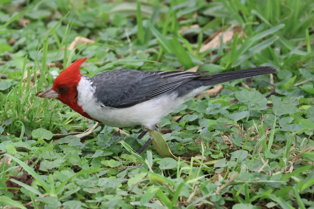 Red-crested Cardinal - ML646856449