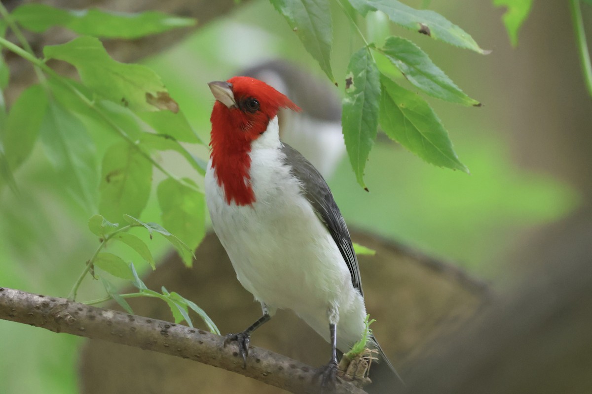 Red-crested Cardinal - ML646856450