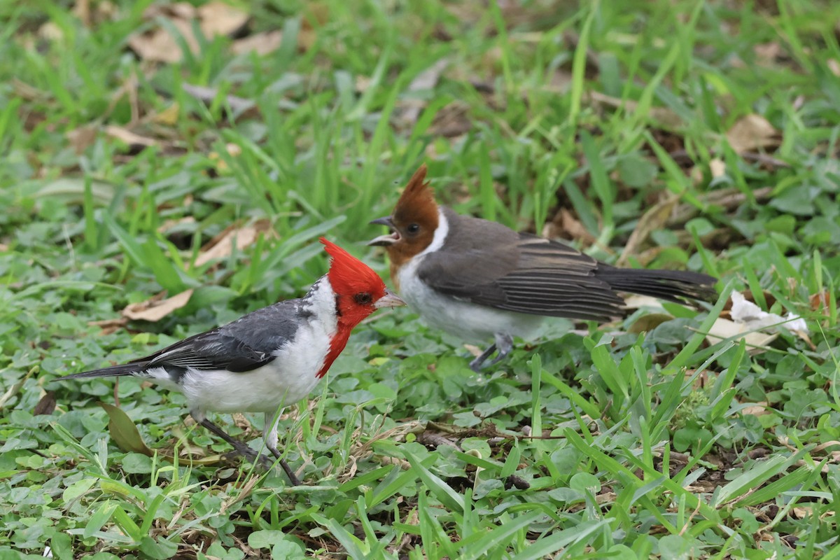 Red-crested Cardinal - ML646856451