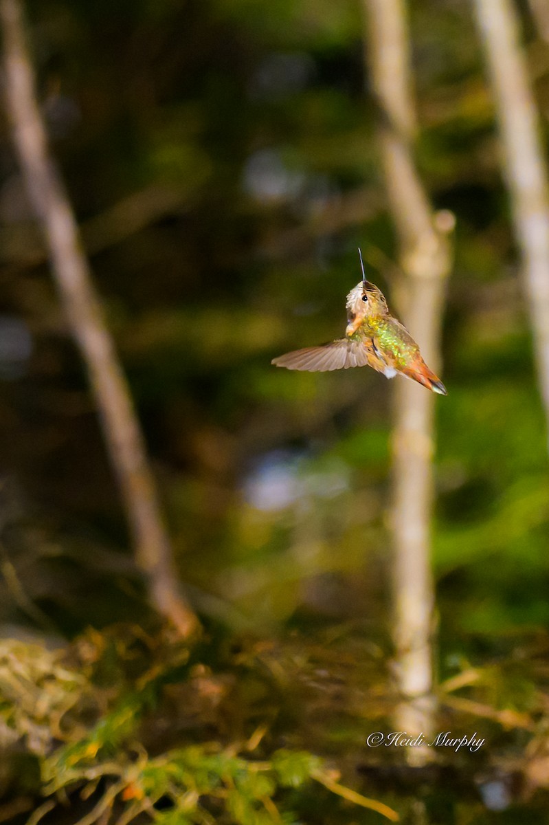 Rufous Hummingbird - ML646856454