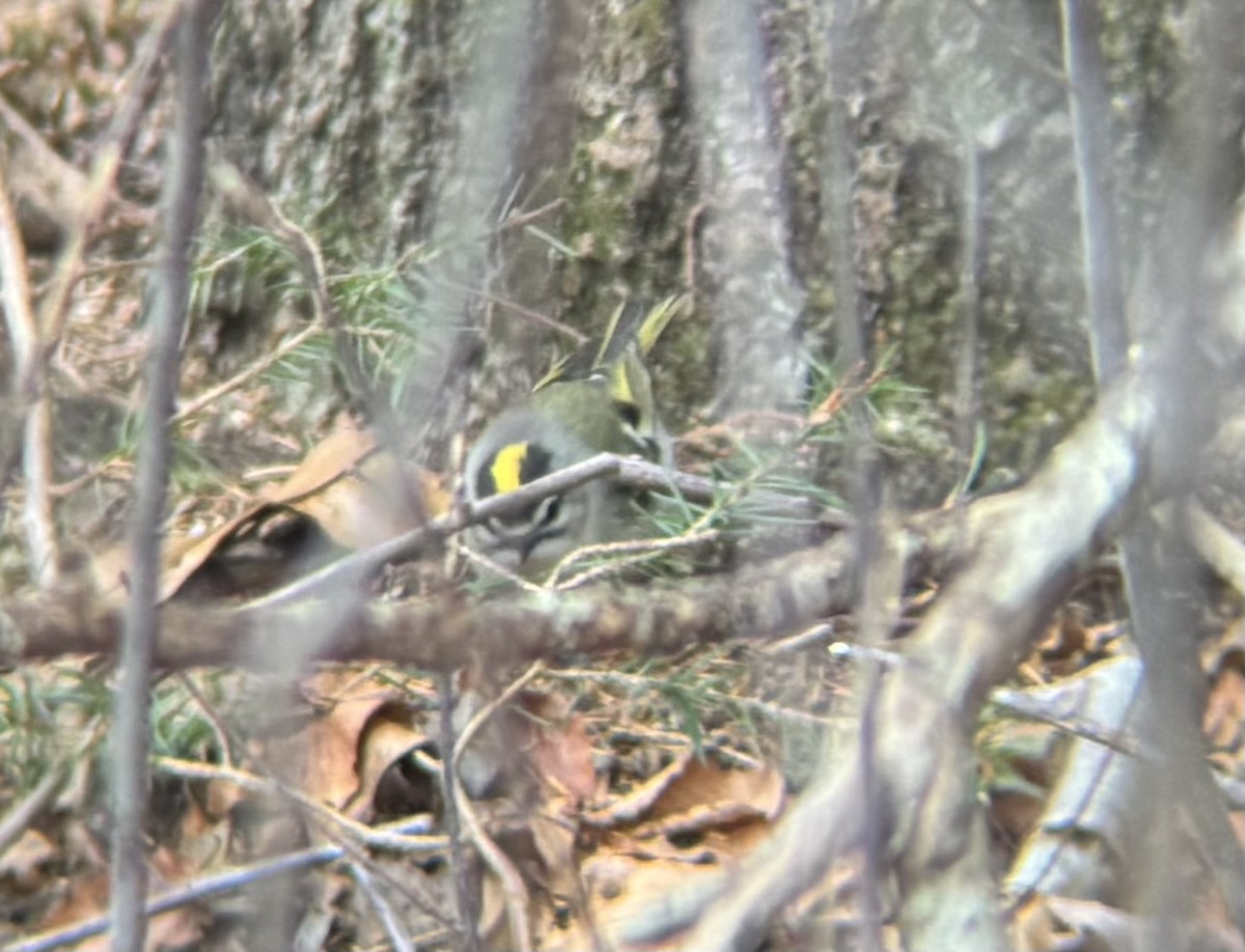 Золотоголовый королёк - ML646856455