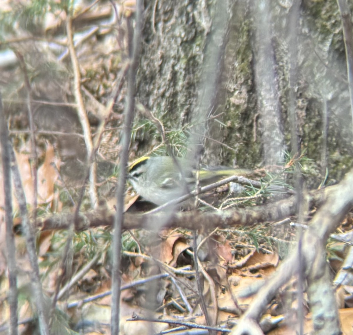 Золотоголовый королёк - ML646856456