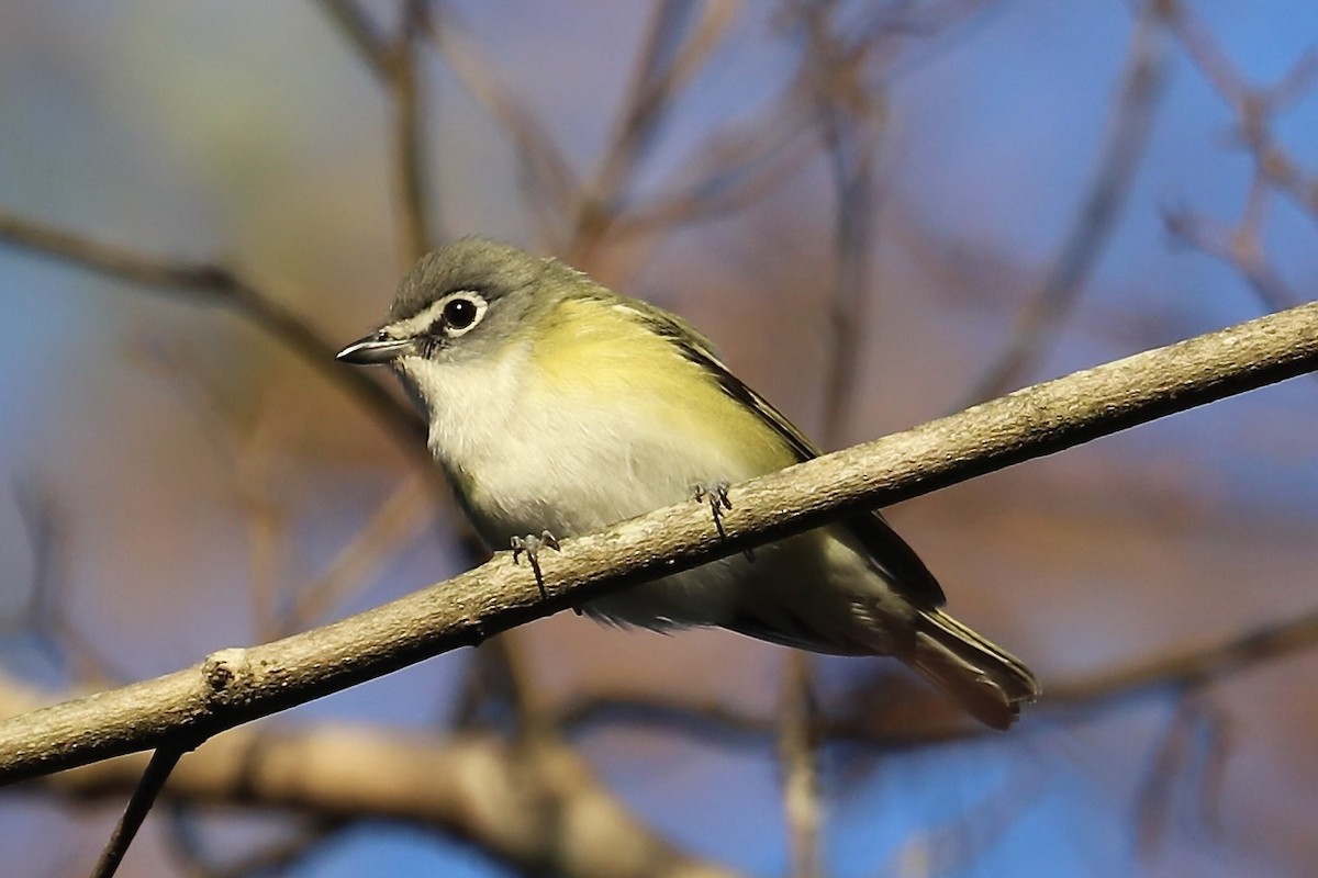 Viréo à tête bleue - ML646856457