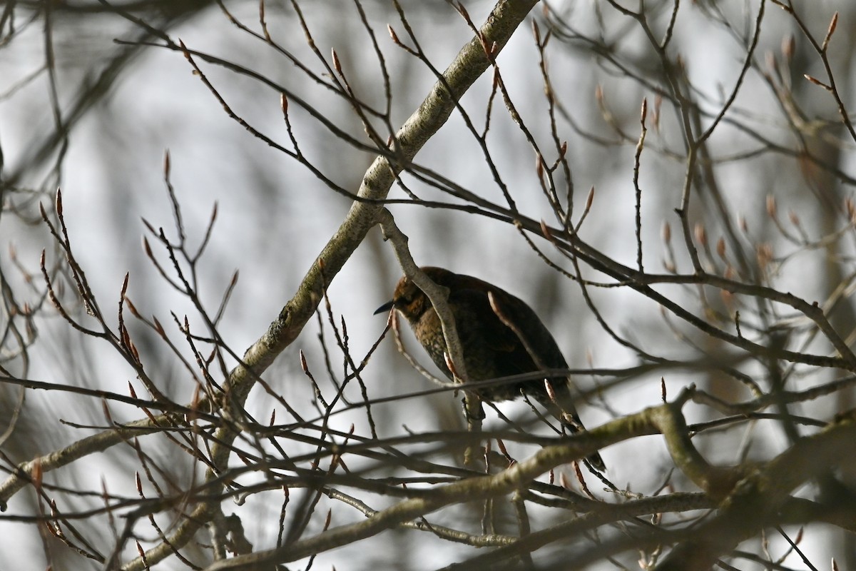 Rusty Blackbird - ML646856458