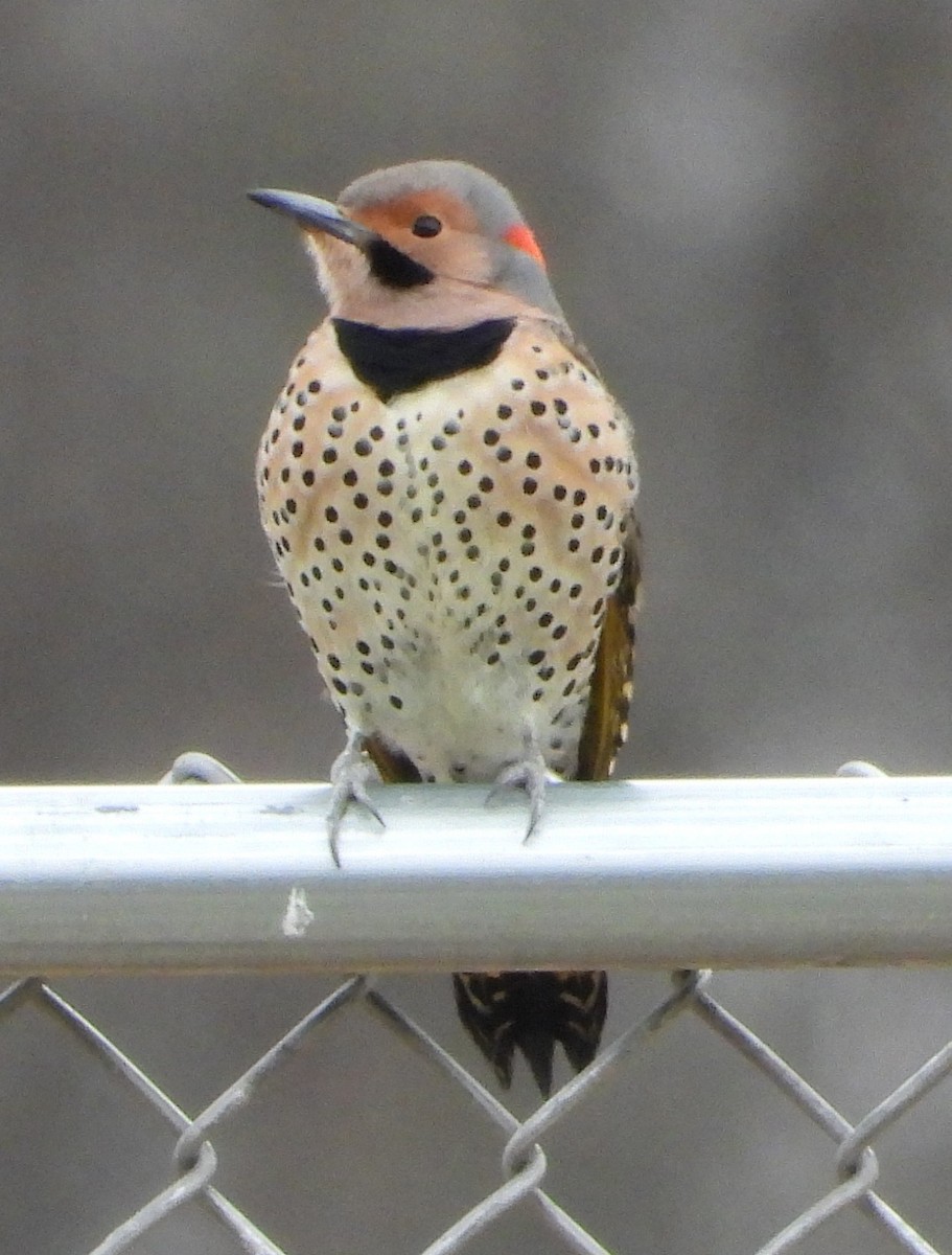Northern Flicker - ML646856462