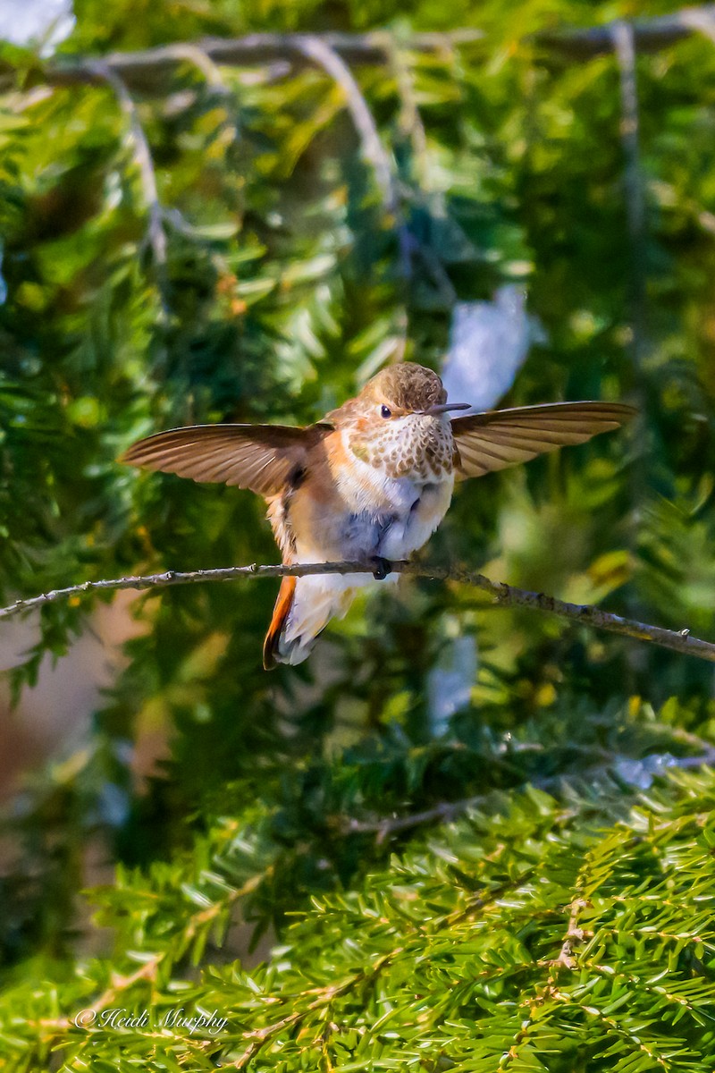 Rufous Hummingbird - ML646856463
