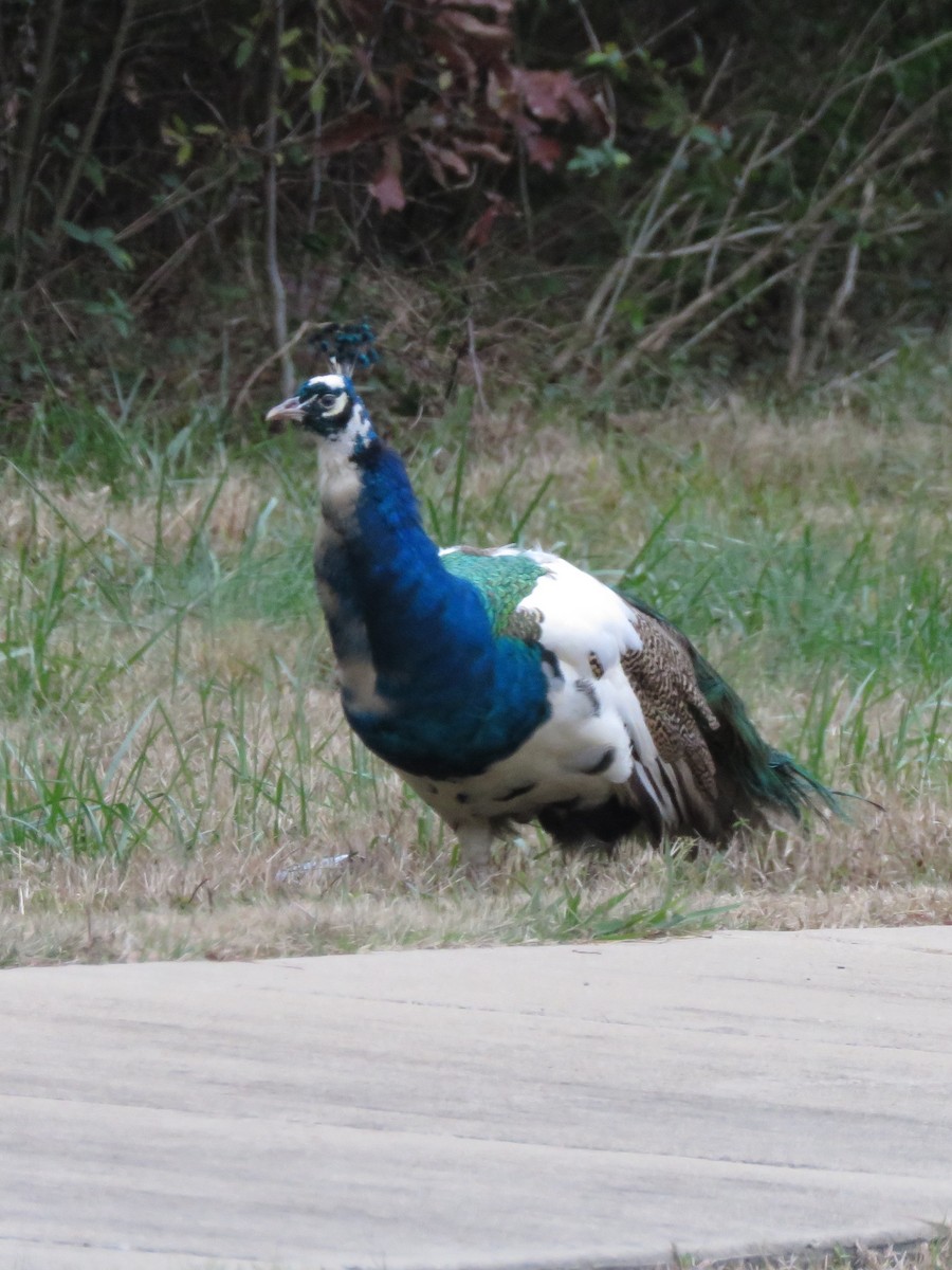 Indian Peafowl - ML646856466