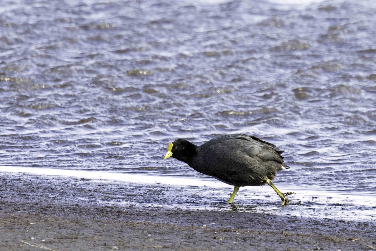 White-winged Coot - ML646856467