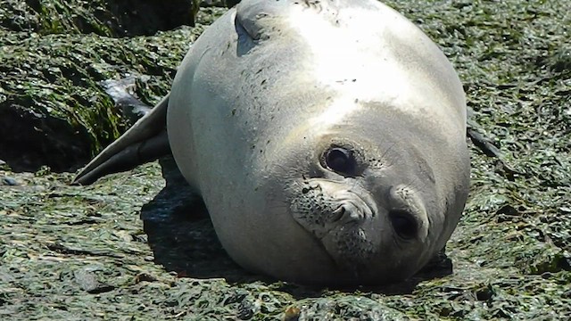 Éléphant de mer du sud - ML646856468