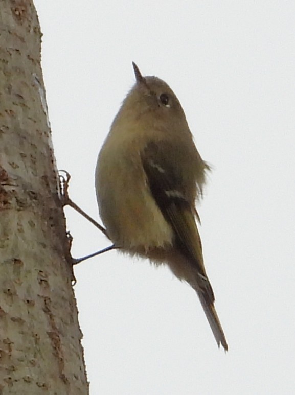 Ruby-crowned Kinglet - ML646856469