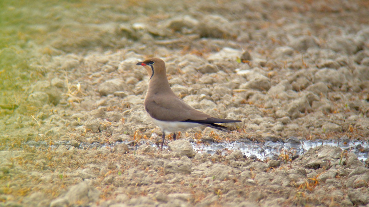 Collared Pratincole - ML646856470