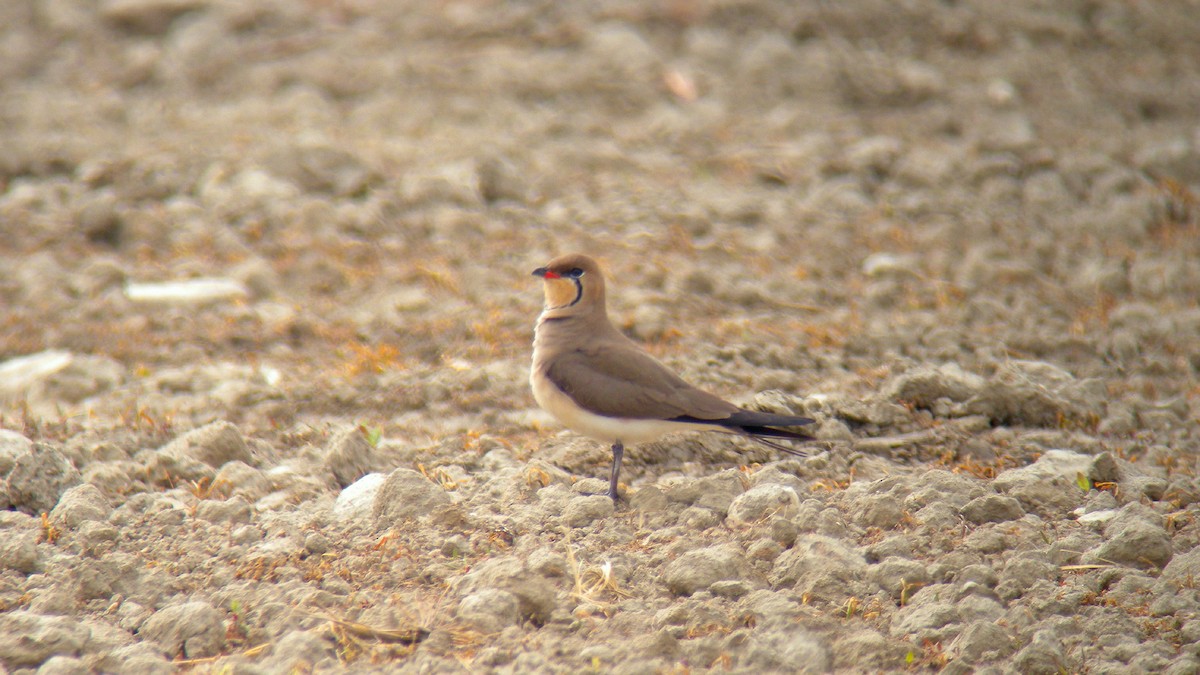 Collared Pratincole - ML646856471