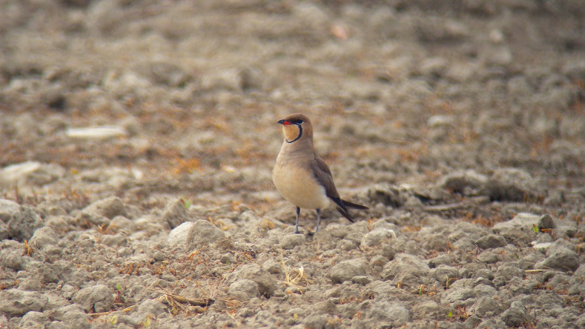 Collared Pratincole - ML646856472