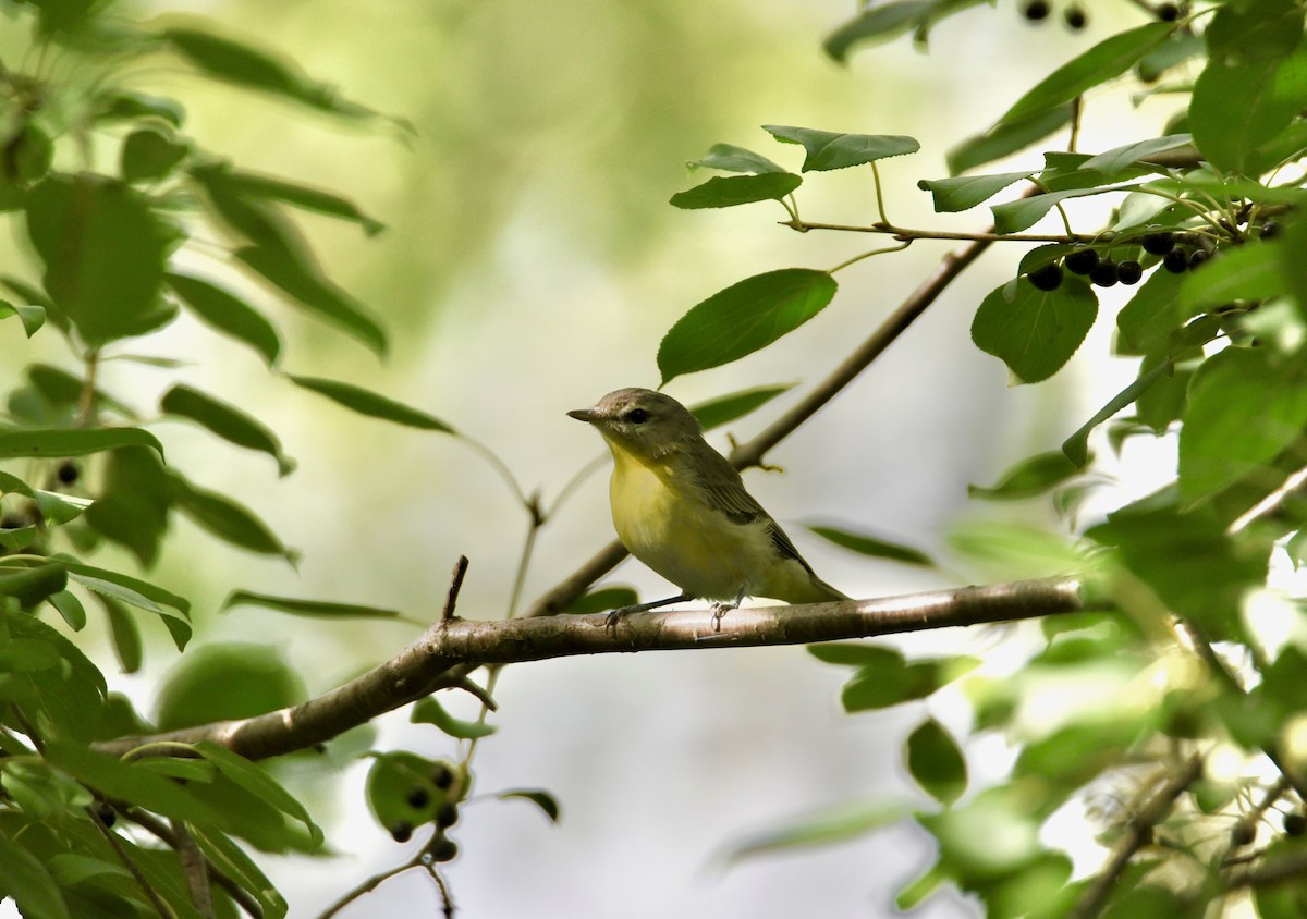 Philadelphia Vireo - ML646856473