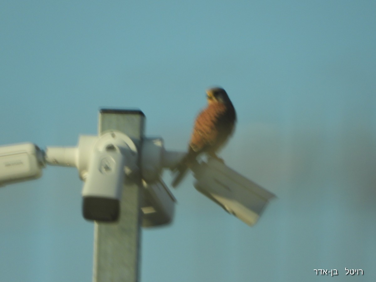 Eurasian Kestrel - ML646856474