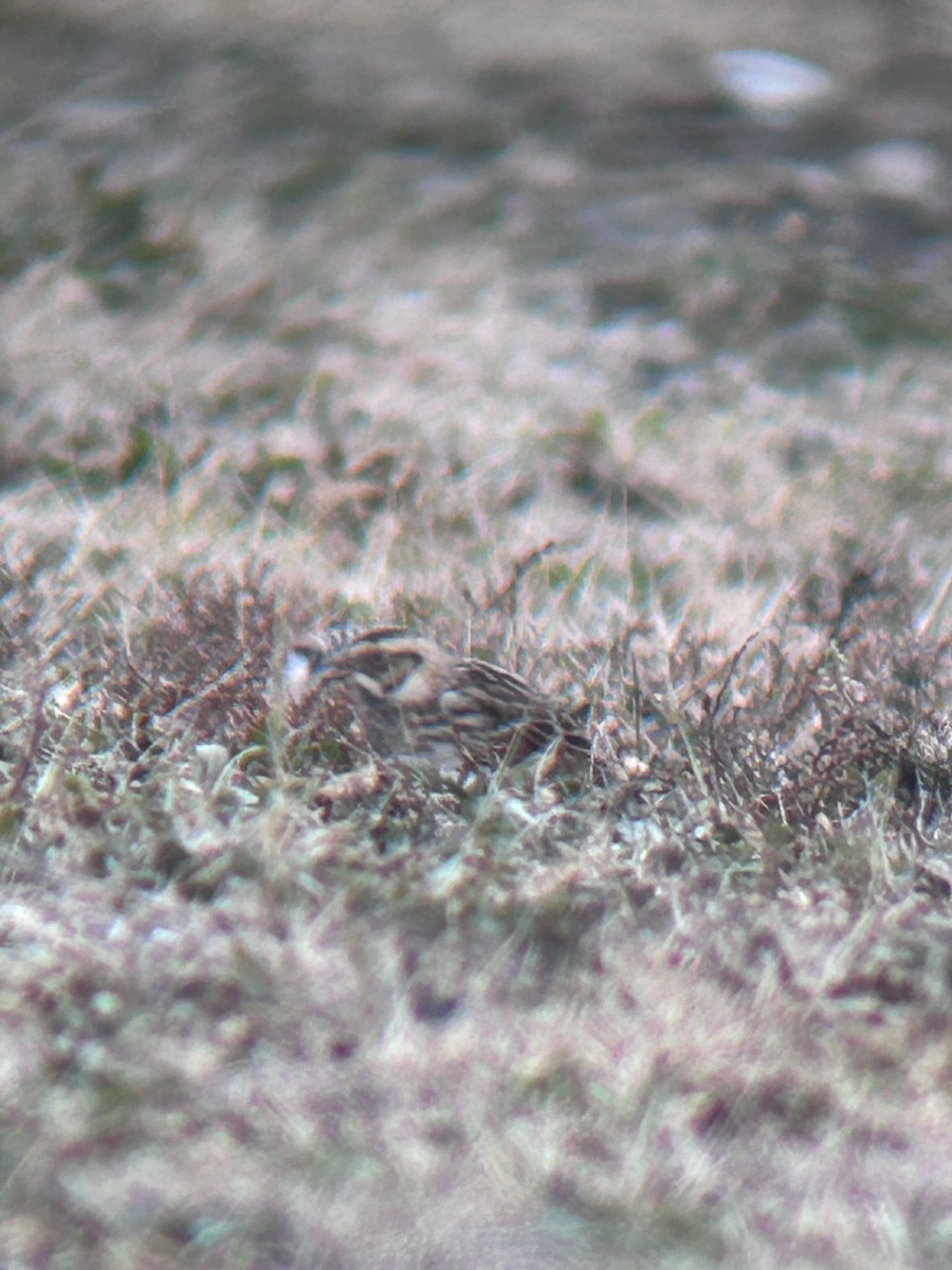 Ipar-berdantza - ML646856475