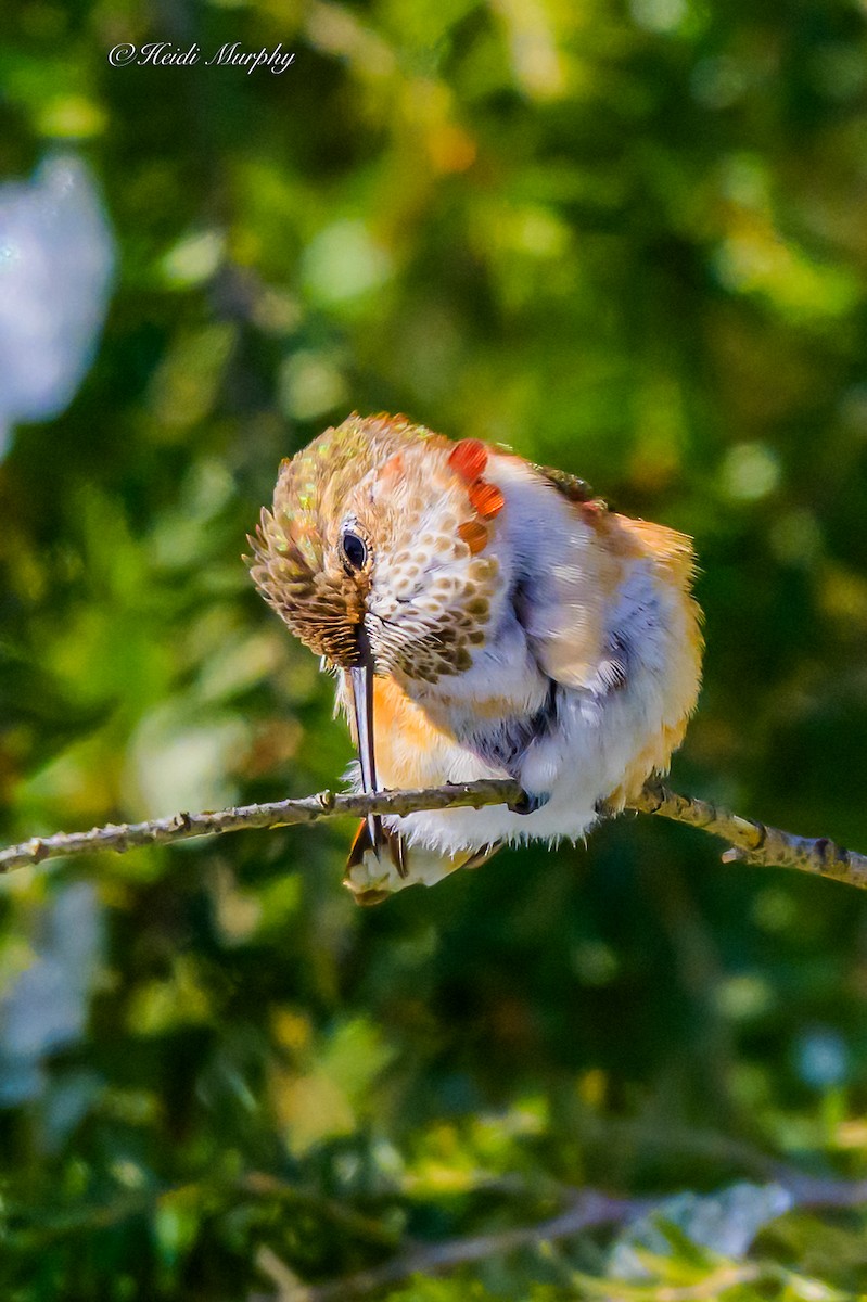 Rufous Hummingbird - ML646856481