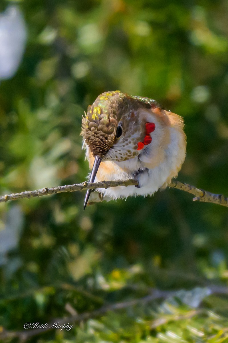 Rufous Hummingbird - ML646856482