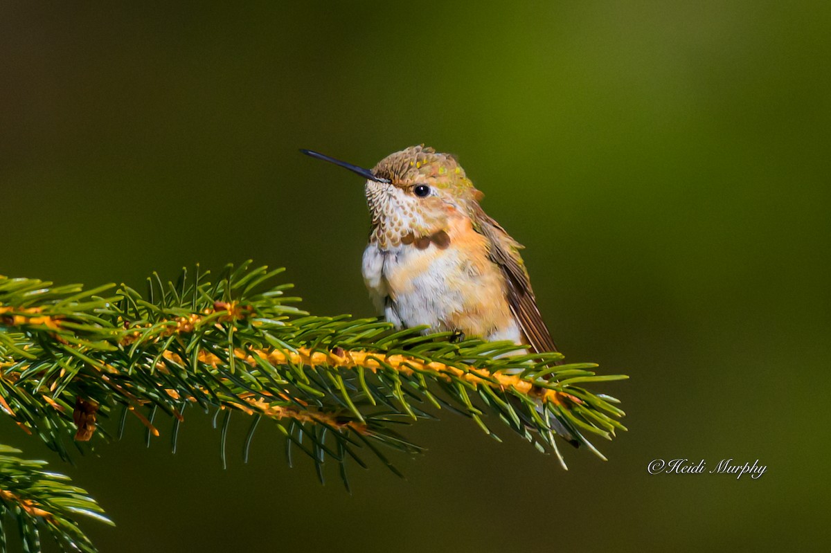 Rufous Hummingbird - ML646856483