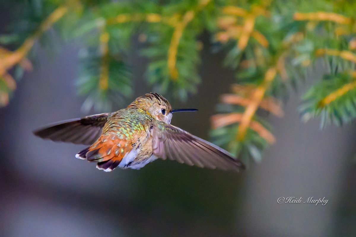 Rufous Hummingbird - ML646856484