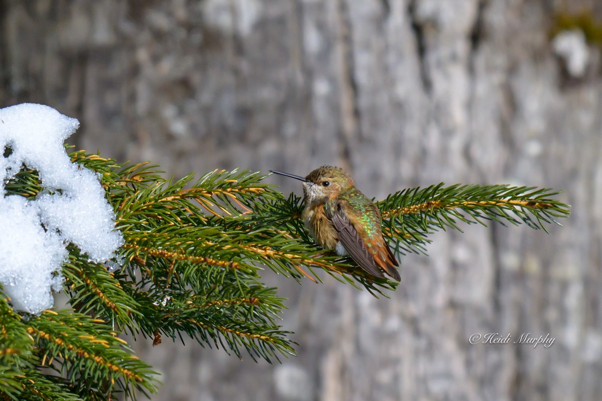 Rufous Hummingbird - ML646856485
