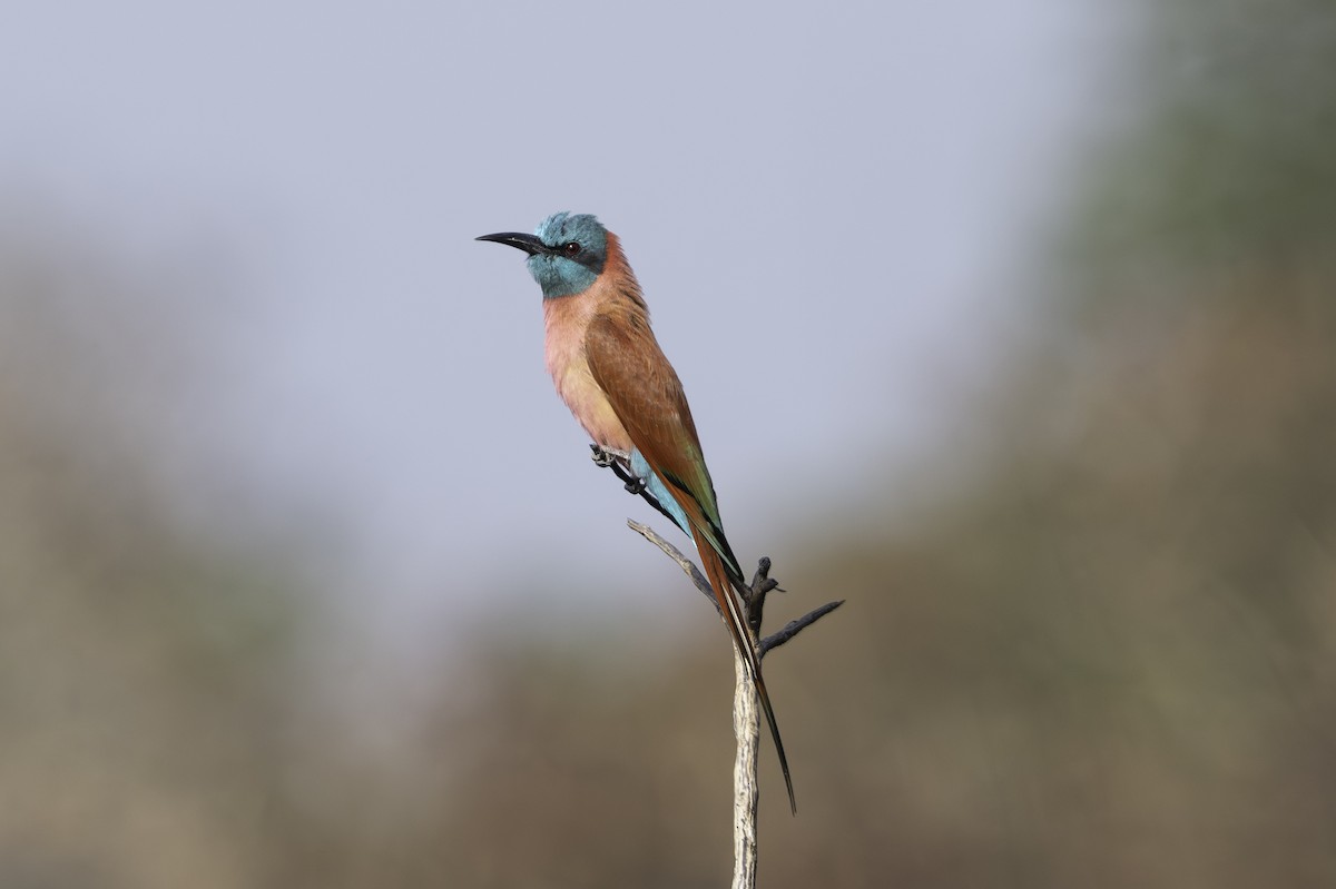 Northern Carmine Bee-eater - ML646856486