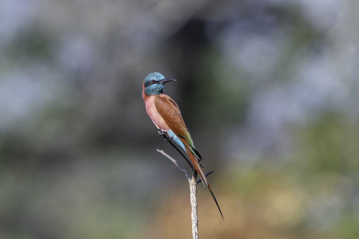 Northern Carmine Bee-eater - ML646856487