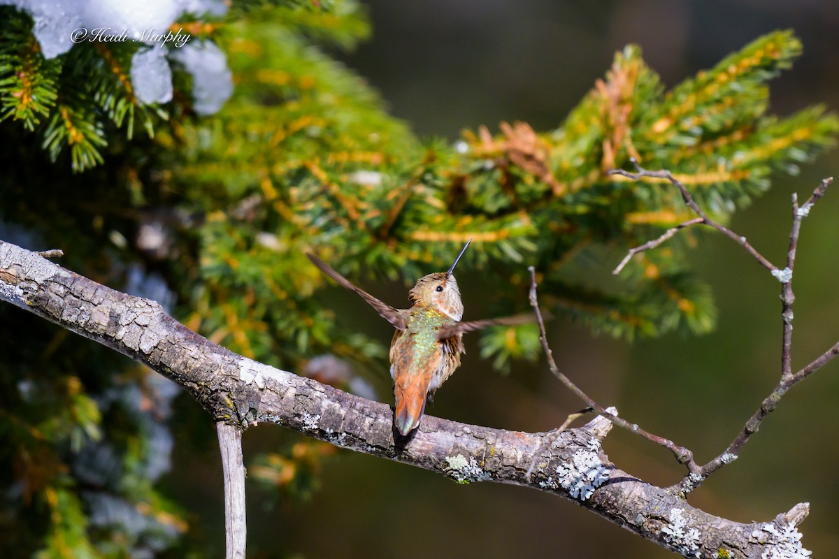 Rufous Hummingbird - ML646856488