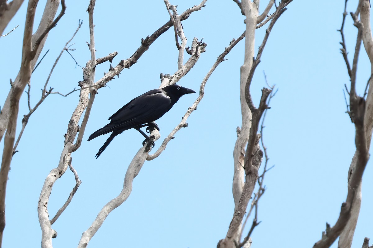 Torresian Crow - ML646856489