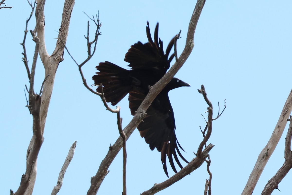 Torresian Crow - ML646856490