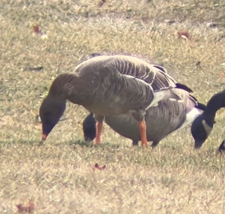 Tundra Bean-Goose - ML646856493