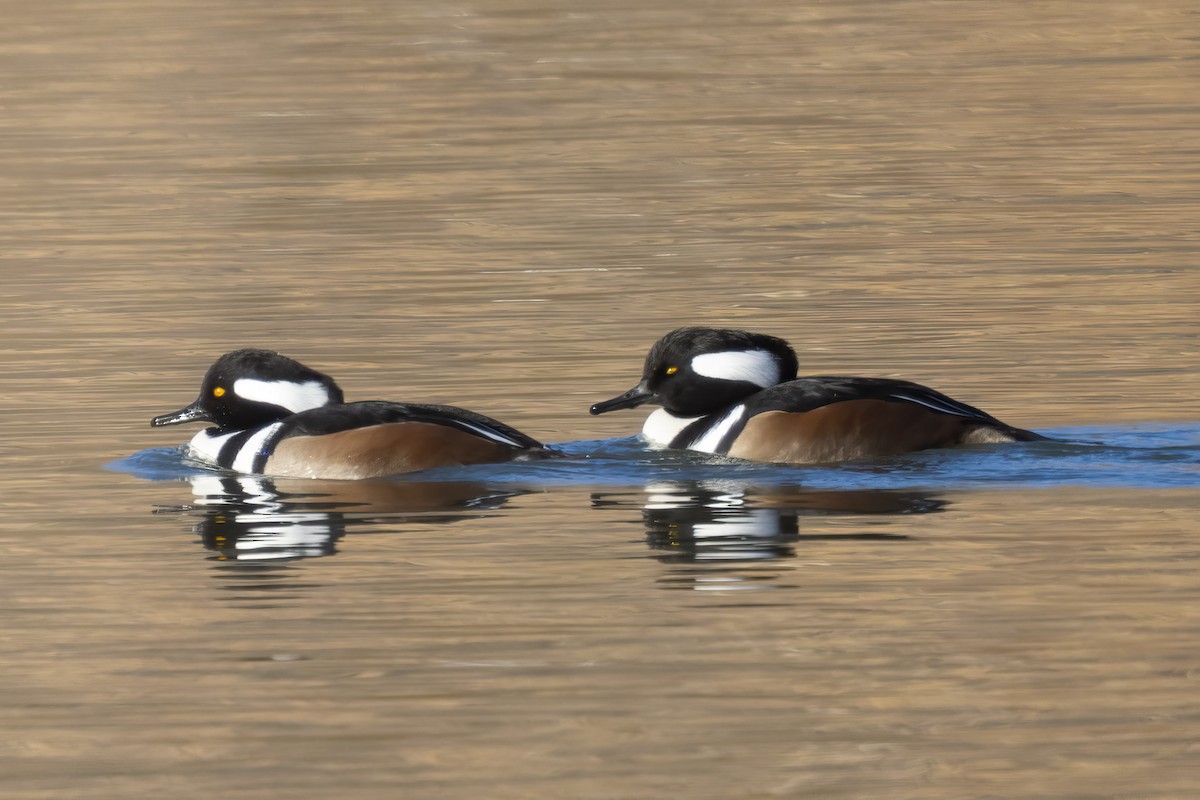 morčák chocholatý - ML646856494