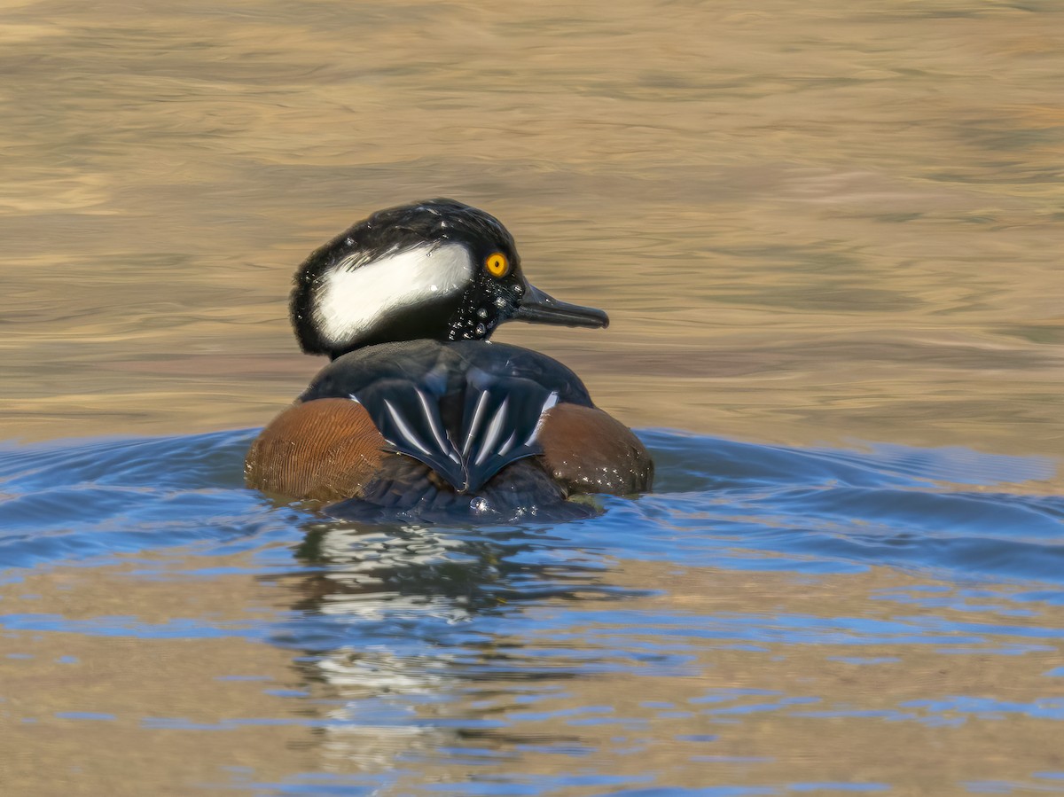 morčák chocholatý - ML646856495